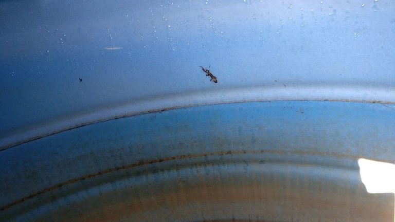 found-dead-gecko-in-rooftop-water-tanks